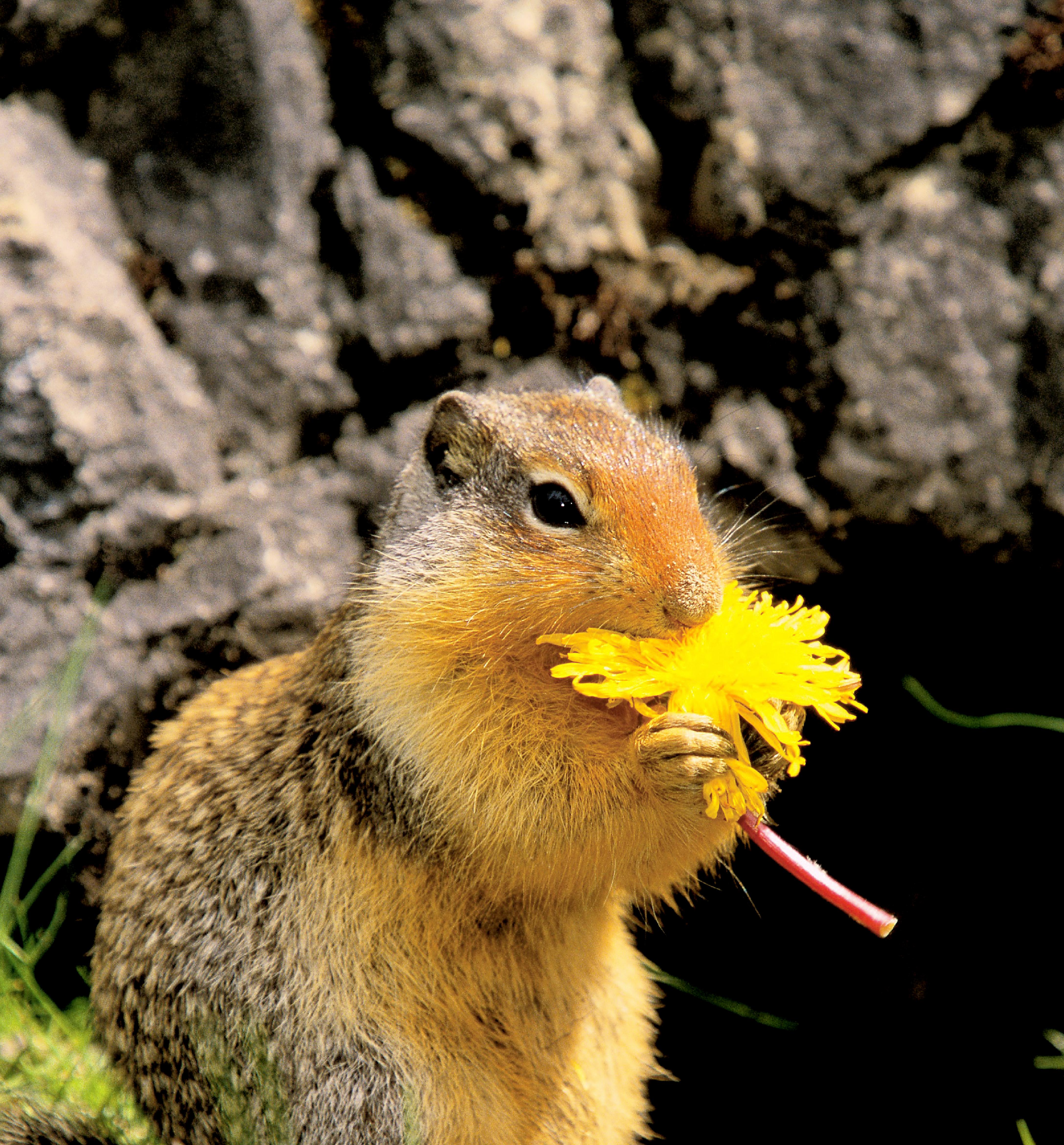 Squirrel eating: Adam Jones/Photo Researchers, Inc.